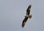 Osprey In Flight